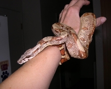 Helios
