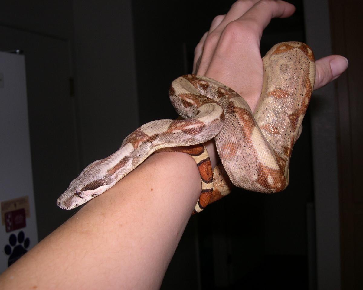 Helios