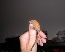 Harvey