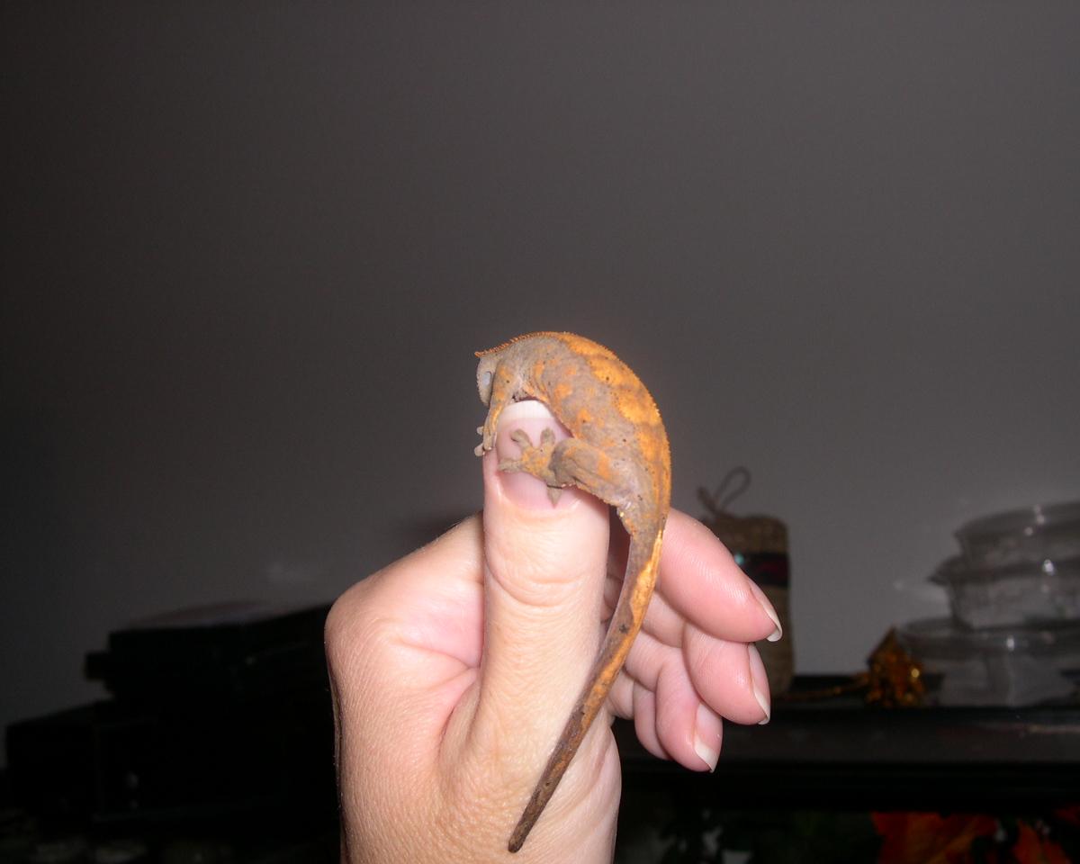 Harvey