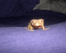 Harry