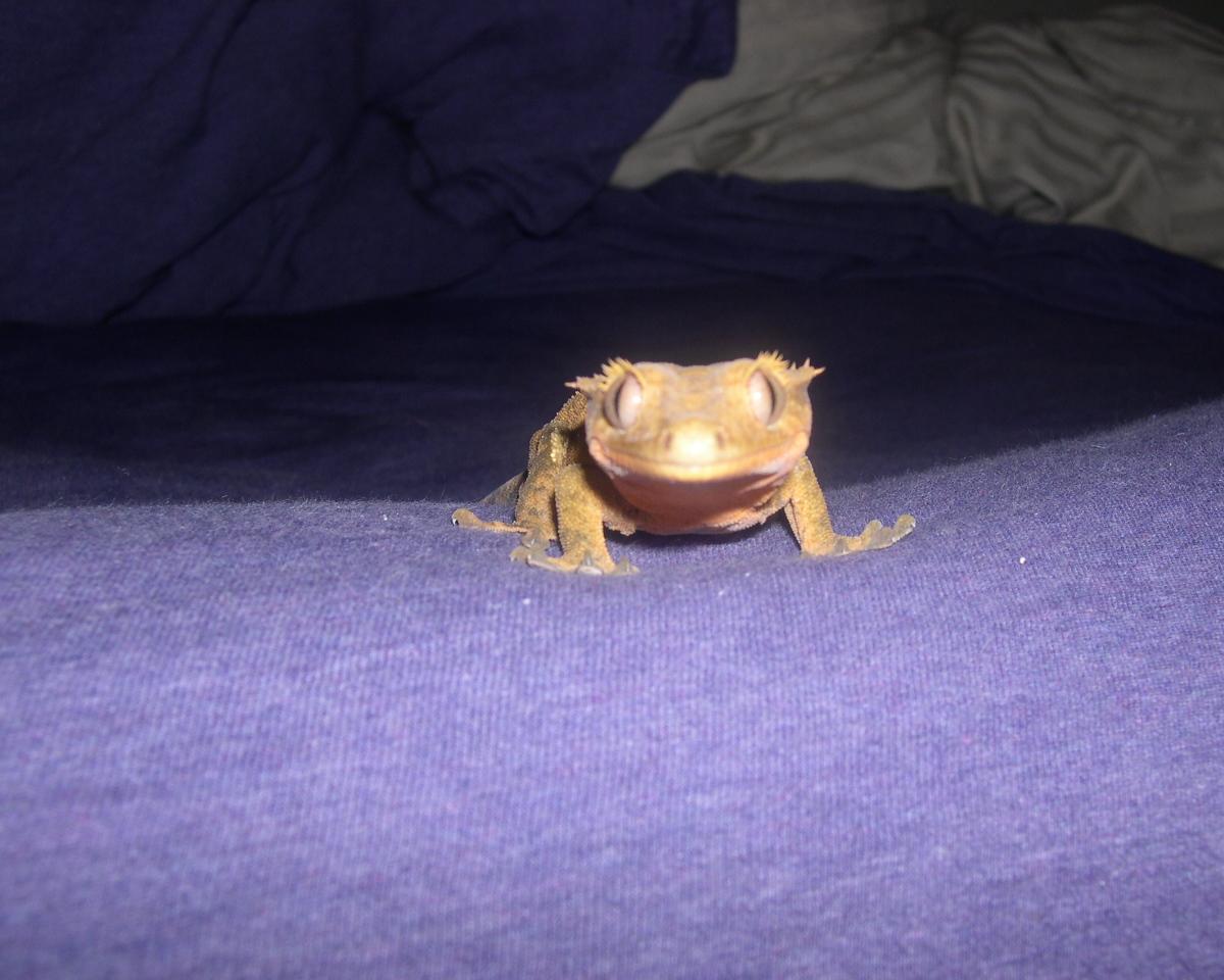 Harry