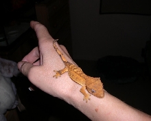 Rusty