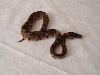 2 month old Hatchling
