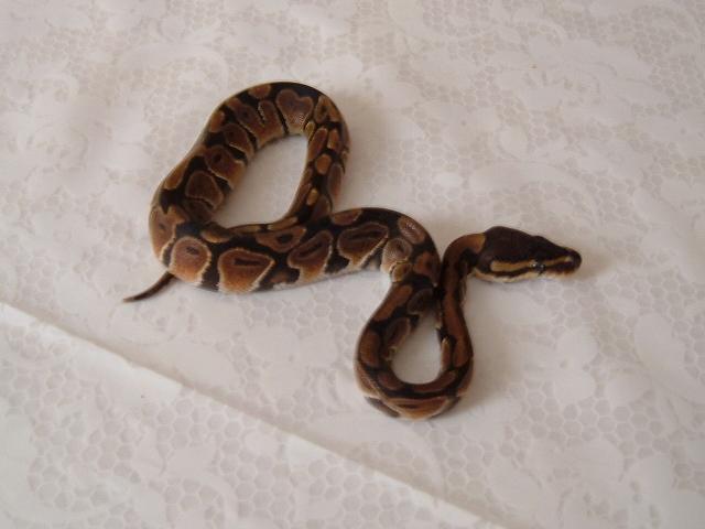 2 month old Hatchling