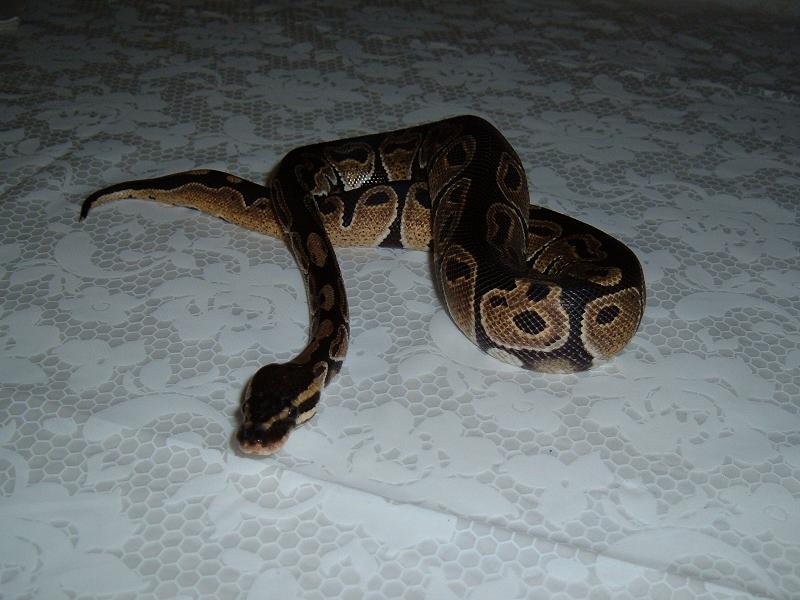 Year old Black Back