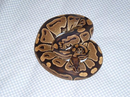 New Female