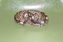 female almost 2 yrs old