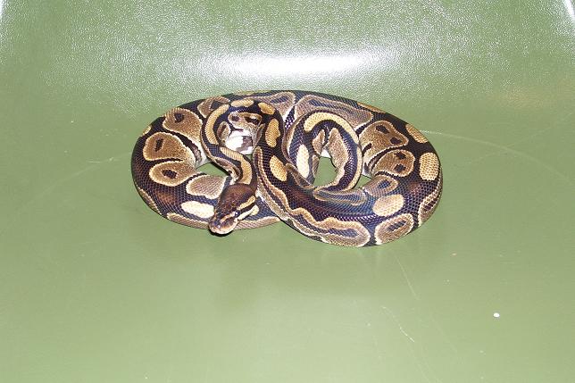 female almost 2 yrs old