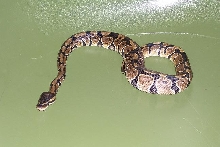 Male Yearling
