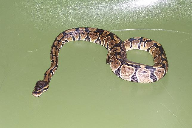 Male Yearling