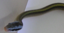 Elaphe taeniura ridleyi