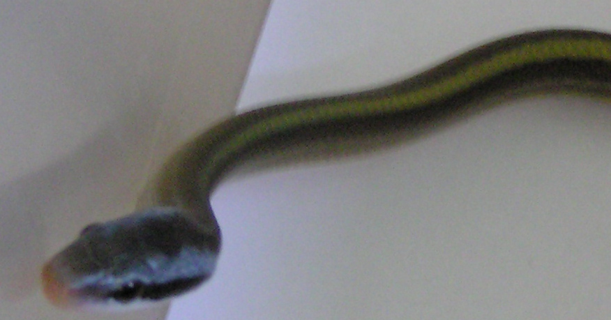 Elaphe taeniura ridleyi