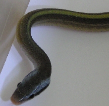Elaphe taeniura ridleyi
