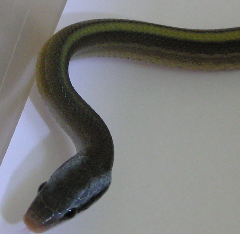Elaphe taeniura ridleyi