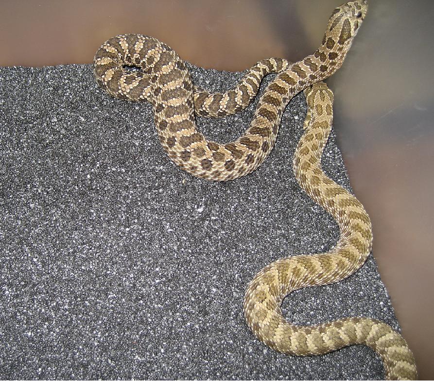 2 males