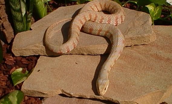albino nerodia watersnake 1