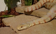 albino nerodia watersnake 2