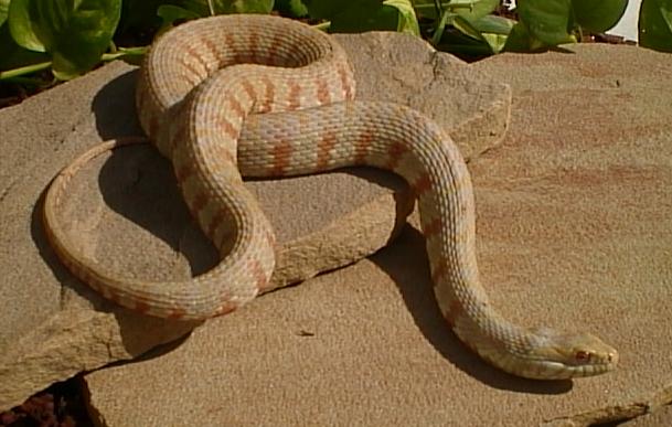 albino nerodia watersnake 3