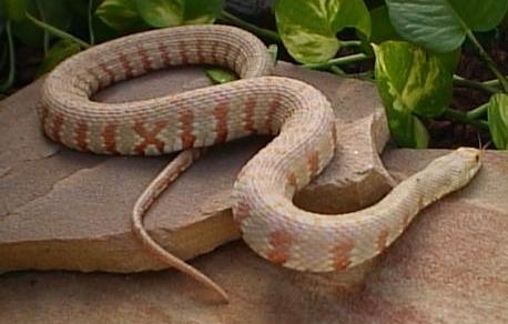 albino nerodia watersnake 4