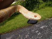 albino N.f.p.