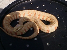 albino N.f.p.