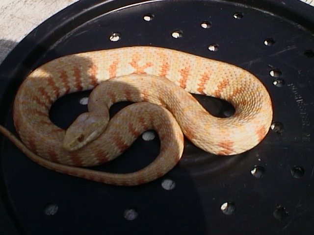 albino N.f.p.