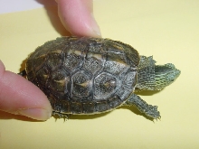 Turtle August2005