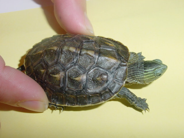 Turtle August2005