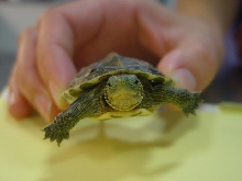 Turtle front August2005