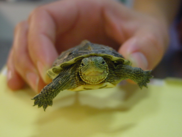 Turtle front August2005