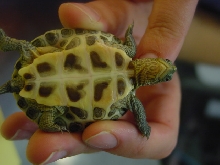 Turtle plast August2005