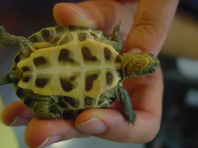 Turtle plast August2005