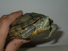 My Slider - Jr