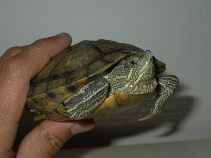 My Slider - Jr