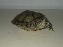 My Slider - Jr
