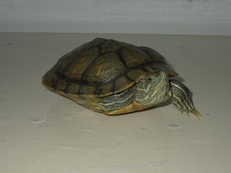 My Slider - Jr