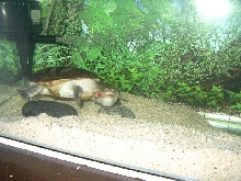 My Snakeneck - Jason