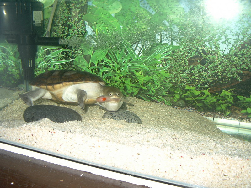 My Snakeneck - Jason