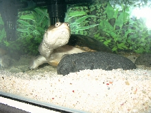 My Snakeneck - Jason