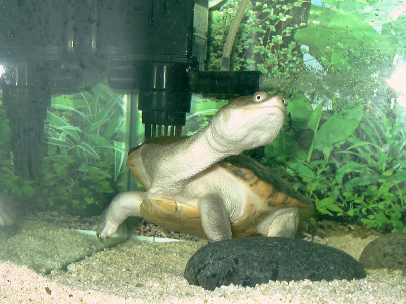 My Snakeneck - Jason