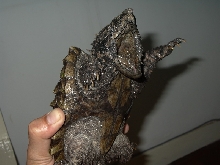 My Snapper - Jack