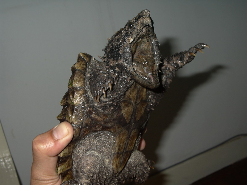 My Snapper - Jack