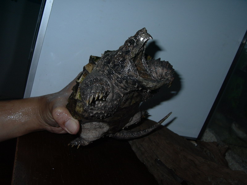 My Snapper - Jack