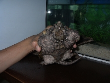 My Snapper - Jack