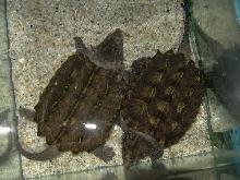 My Snappers - Jack and Jill