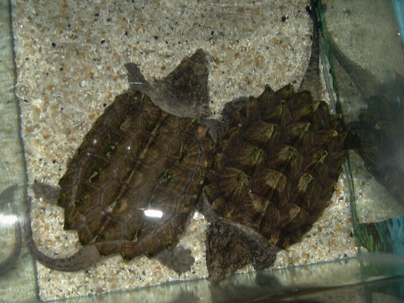 My Snappers - Jack and Jill