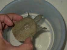 My Softshell -Joe