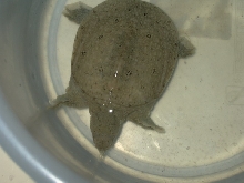 My Softshell - Joe