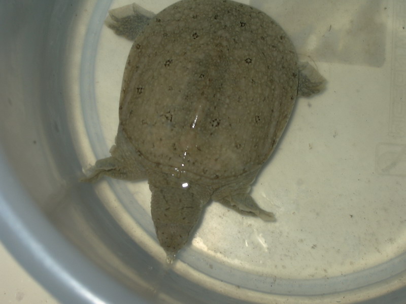 My Softshell - Joe